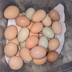 Huevos  Organicos / organic eggs
