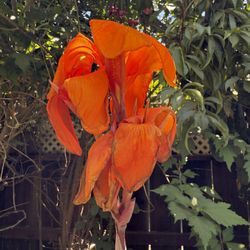 Orange Canna Lilly 
