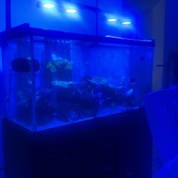 Fish Tank