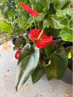 Plant