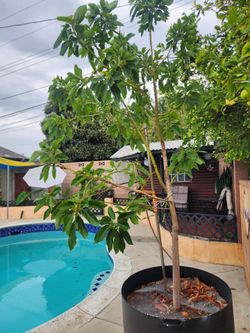Avocado tree