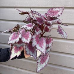 6” Begonia Rex 
