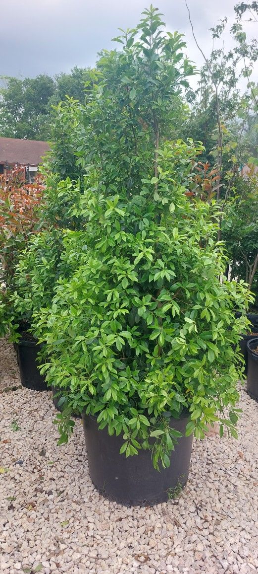 Eagleston Holly (30 Gal )