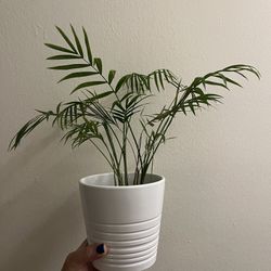 Real Parlor Palm Plant In IKEA Planter