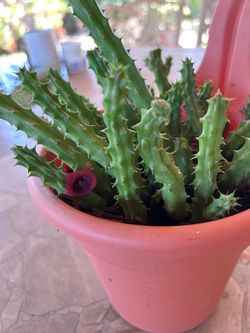 Succulent plant