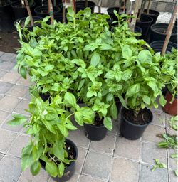 Basil 🌿 O Albacar Plans $12 Each Price Firm