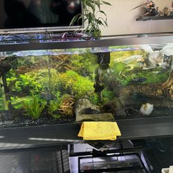 55G Aquarium Set Up