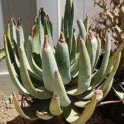 Aloe reitzii for Sale in Beaumont, CA - OfferUp