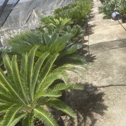Sago Palm 15gallon 