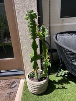 Large cactus euphorbia