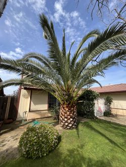 Palm