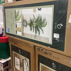 Olive Tree And Palm Tree