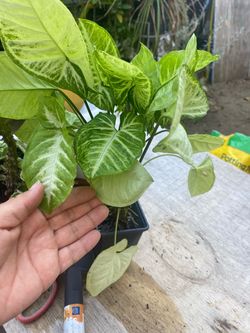 Planta natural🪴$7