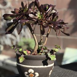 $8 Black rose Succulent