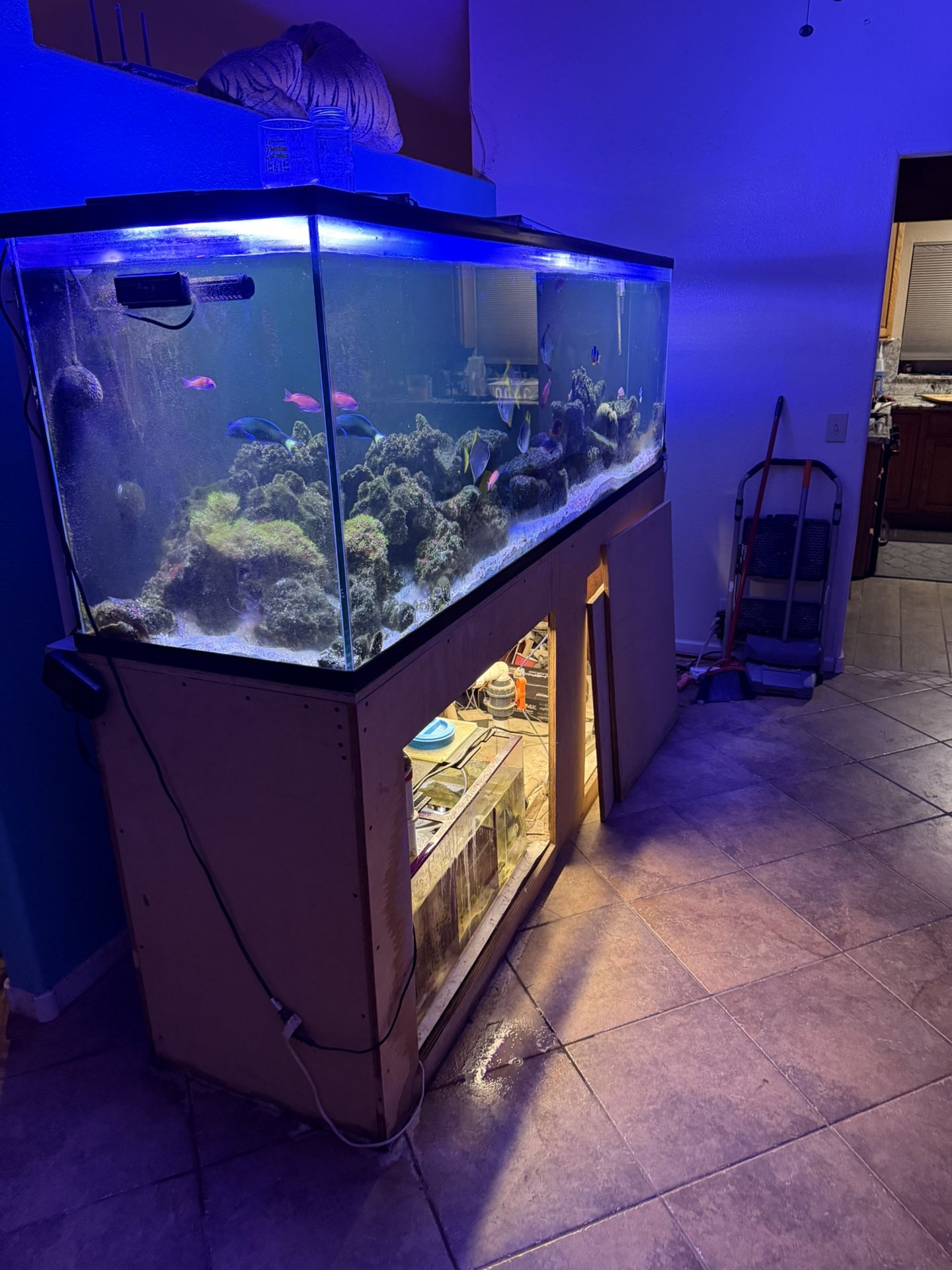 Big Salt Water Fish Tank