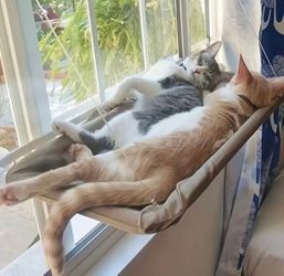 Cat window hammock