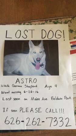 Lost dog!