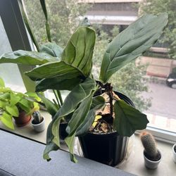 Medium Fiddle Leaf Fig Tree Plant 