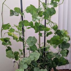 Plant (Geranium) 6 foot tall