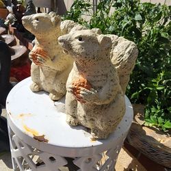 Squirrels For Sale
