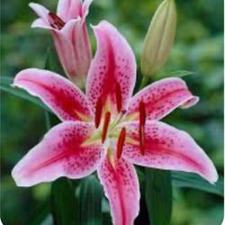 Stargazer Lily, Should Bloom In The Spring