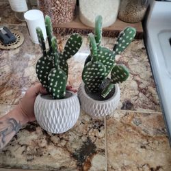 Home Decor Cactus