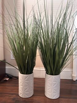 Plant