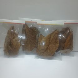 Betta  Shrimp Almond ( Catapa ) Leaves  