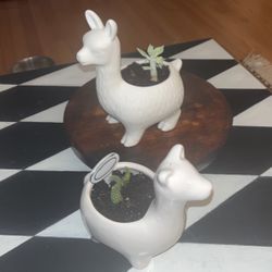 Llama Planters