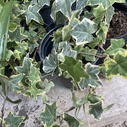 HERMOSAS PLANTAS NATURALES “HIEDRA VARIEGADA PLANT 