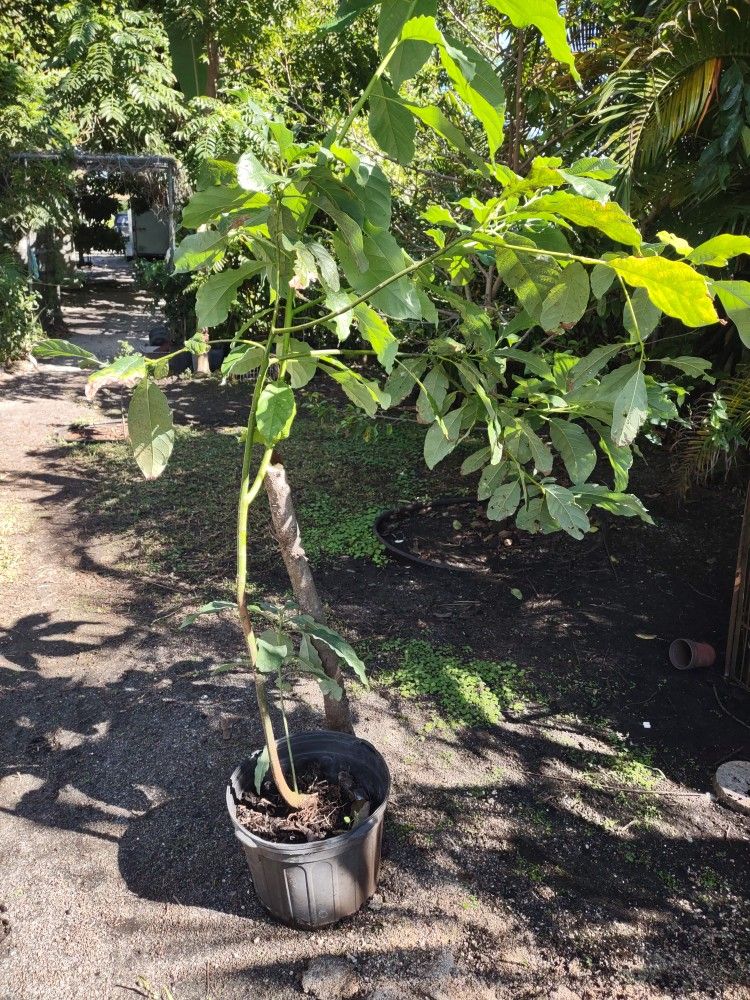 Avocado π₯ Trees "Prices Varies On Size $35 And Up