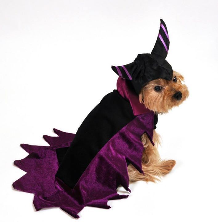 Anit Maleficent Wicked Dark Fairy Dog Halloween Costume Medium