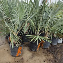 Bismarck 15gallones Palms 