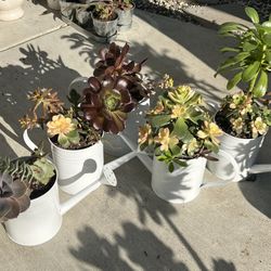 Succulent Planters