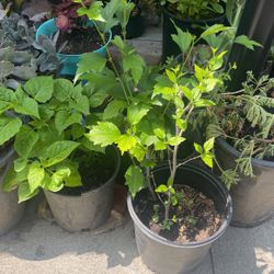 Small Plant With A Two Color Flowers
