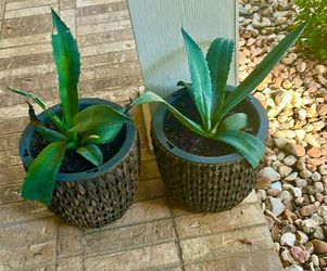 agave plant plants, set of two