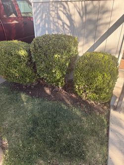 Mature Boxwood bushes