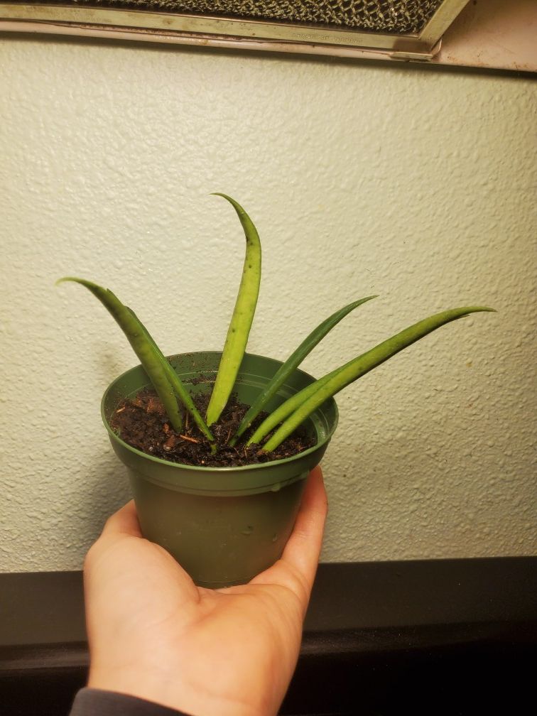 Hoya Kentiana 4 inch pot