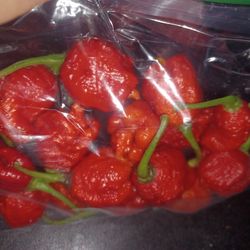 Carolina Reapers Hot Peppers
