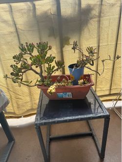 Succulent pot