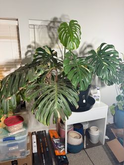 Giant Monstera Thai Constellation