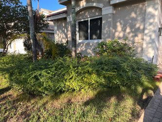 Established Hedge Shrubs – Buyer Digs