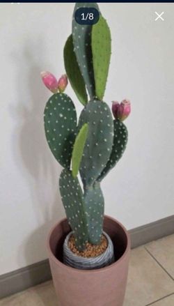 41" Faux Cactus in a 21" Light Pink Resin Planter @ Lasting Creations