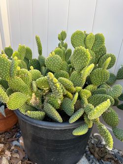 Plantas de nopalitos