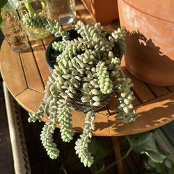 Burros Tail Plant (Planter Included)
