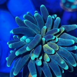 Tiger Torches Coral