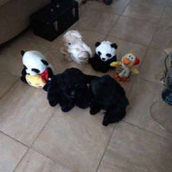 Teddy Bears 6  for $3