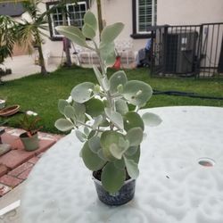 Potted Plant as of 6/8/26