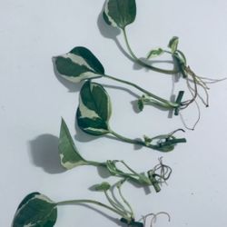 N’joy Pothos Rooted Cutting
