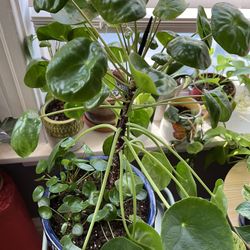 Chinese Money Plant 🪴 5 Disponibles ,,, Diferente Precio $